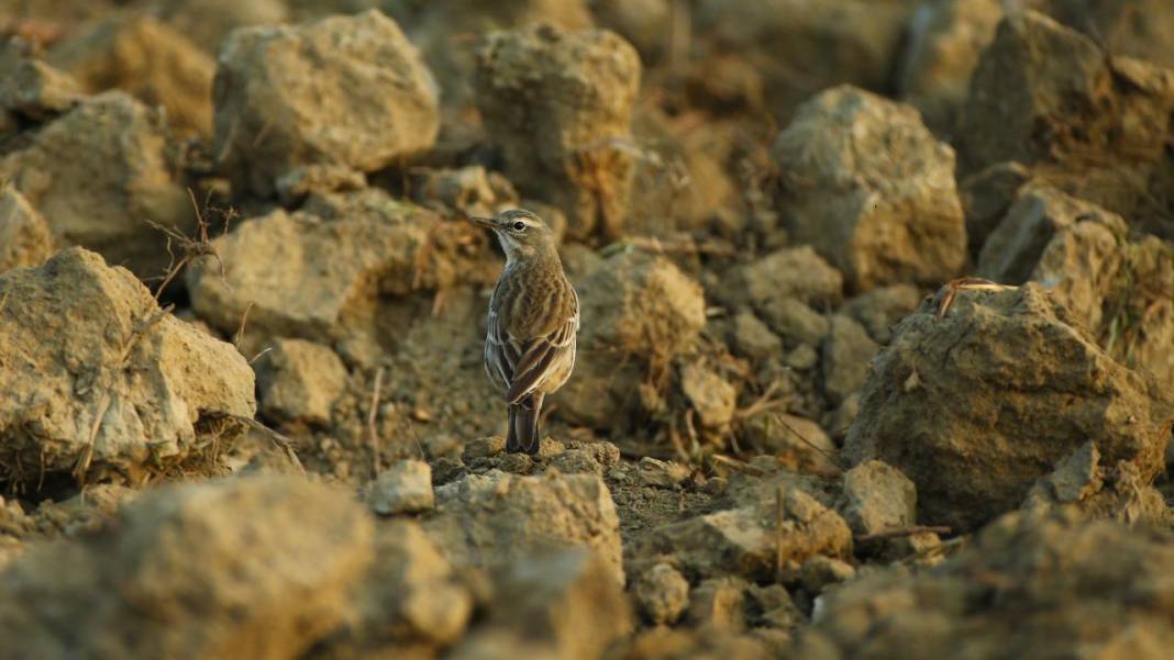 Yumurtalık Lagünü’nde renkli sonbahar 10