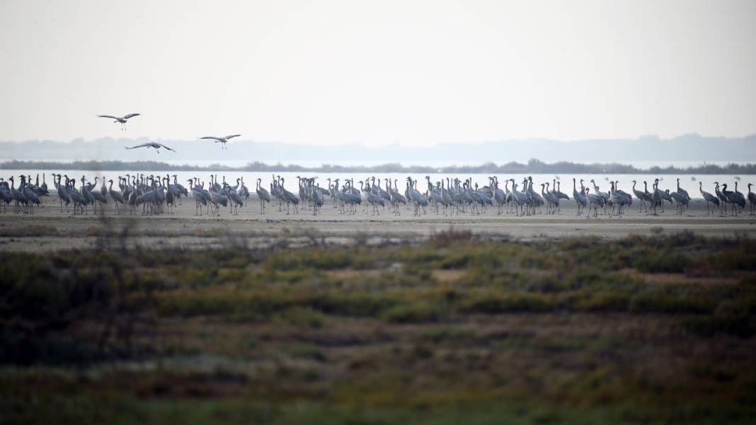 Yumurtalık Lagünü’nde renkli sonbahar 11