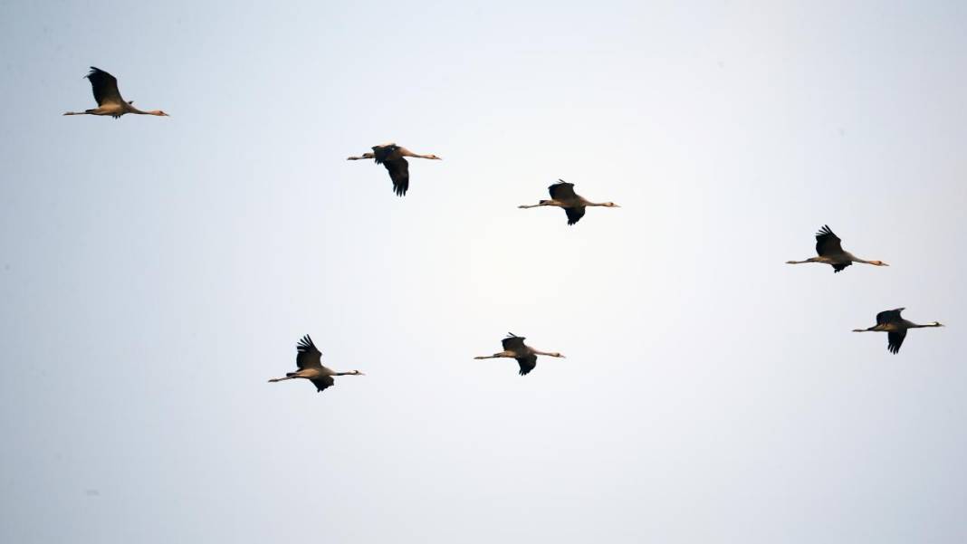 Yumurtalık Lagünü’nde renkli sonbahar 12