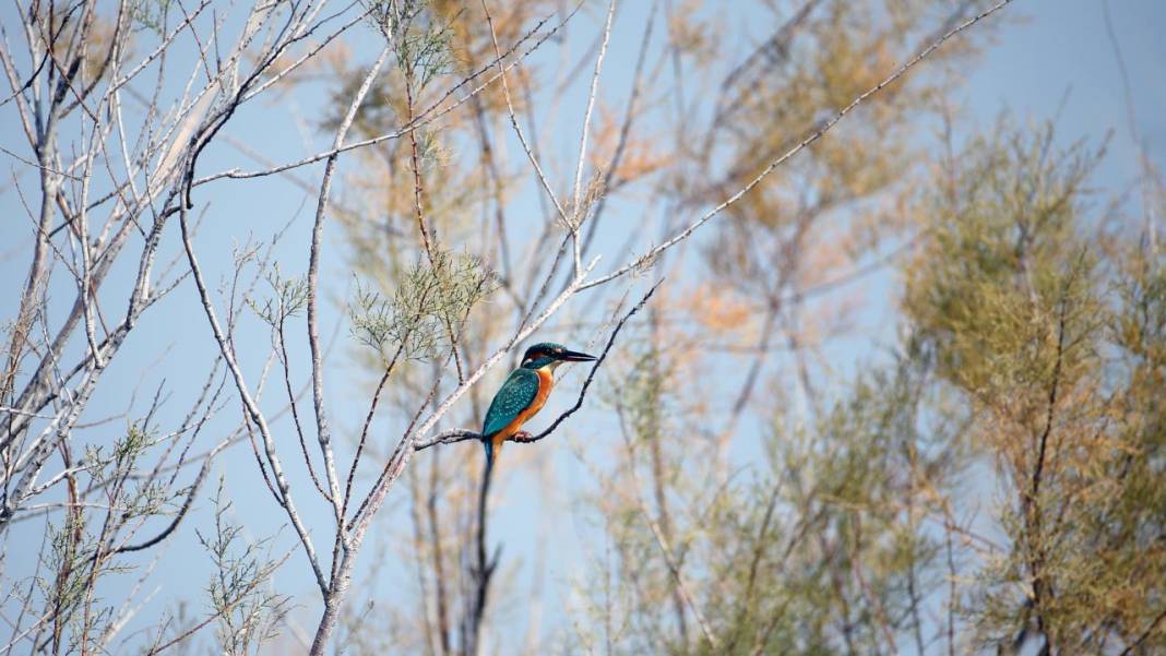 Yumurtalık Lagünü’nde renkli sonbahar 13