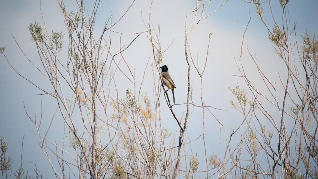 Yumurtalık Lagünü’nde renkli sonbahar 14