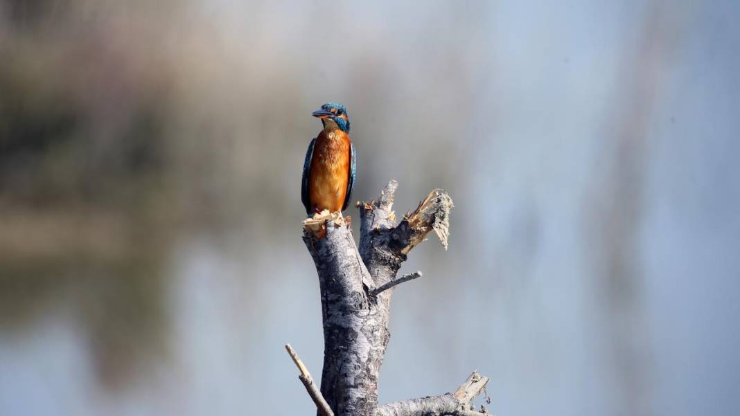 Yumurtalık Lagünü’nde renkli sonbahar 15