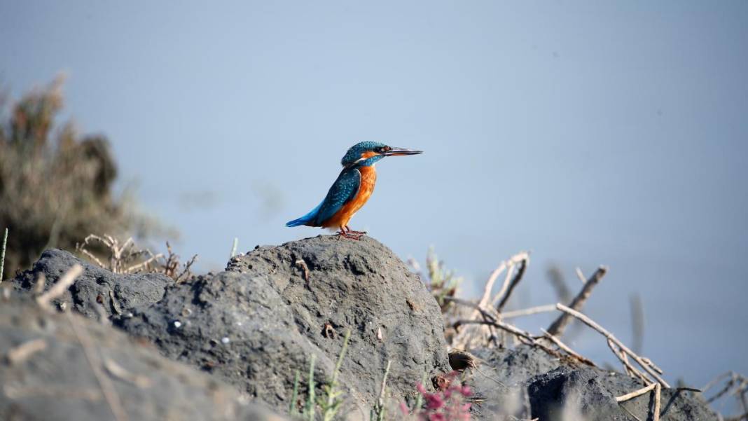 Yumurtalık Lagünü’nde renkli sonbahar 16