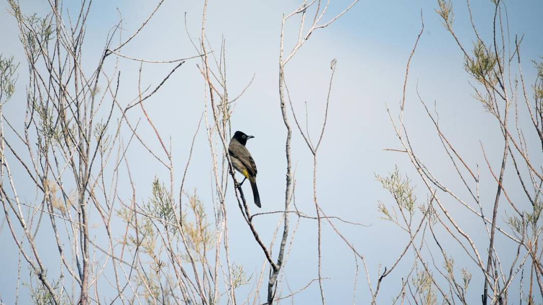 Yumurtalık Lagünü’nde renkli sonbahar 18
