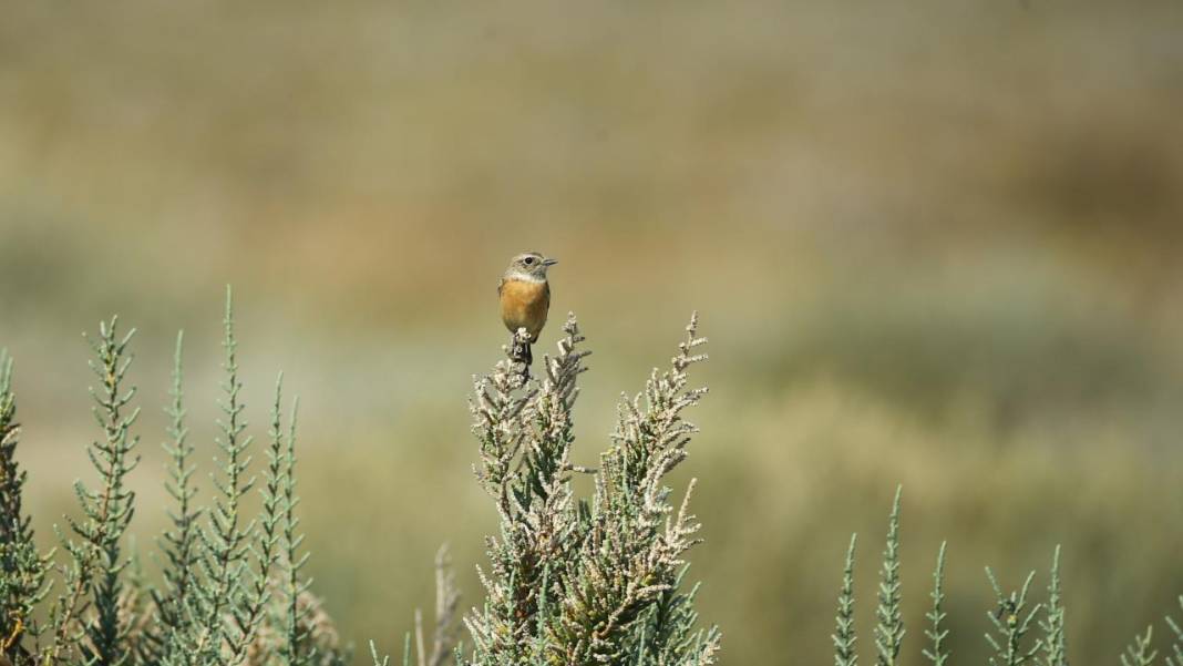 Yumurtalık Lagünü’nde renkli sonbahar 19