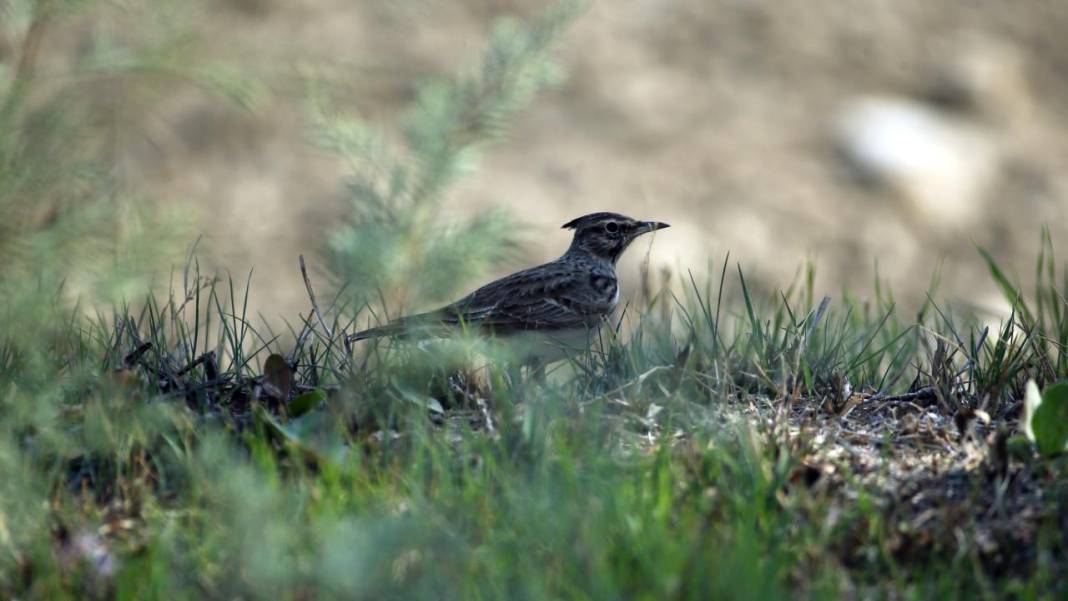 Yumurtalık Lagünü’nde renkli sonbahar 20