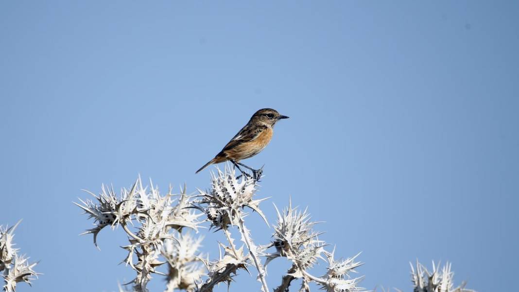 Yumurtalık Lagünü’nde renkli sonbahar 21