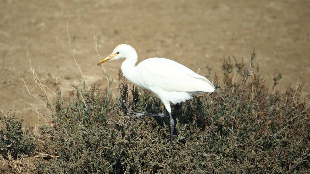 Yumurtalık Lagünü’nde renkli sonbahar 22