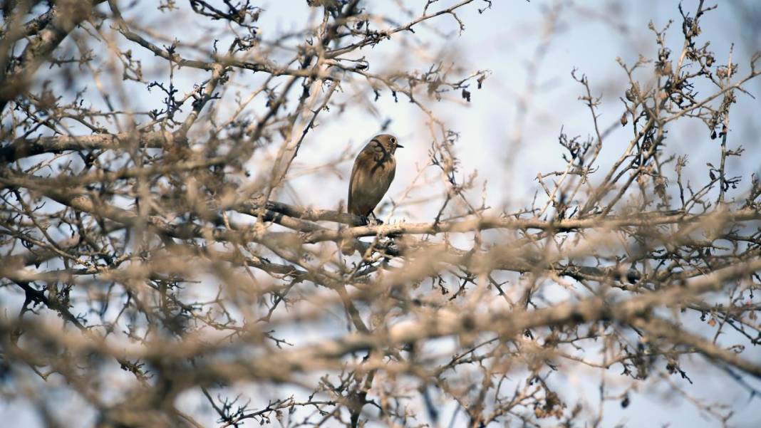 Yumurtalık Lagünü’nde renkli sonbahar 23