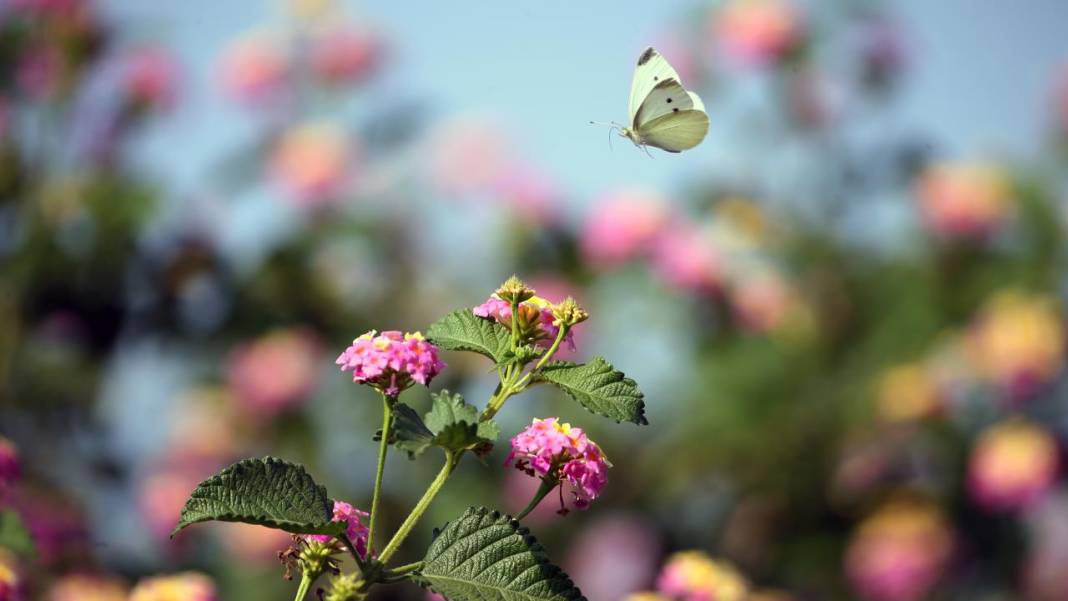 Yumurtalık Lagünü’nde renkli sonbahar 3