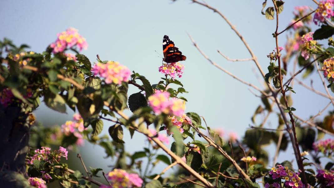Yumurtalık Lagünü’nde renkli sonbahar 4