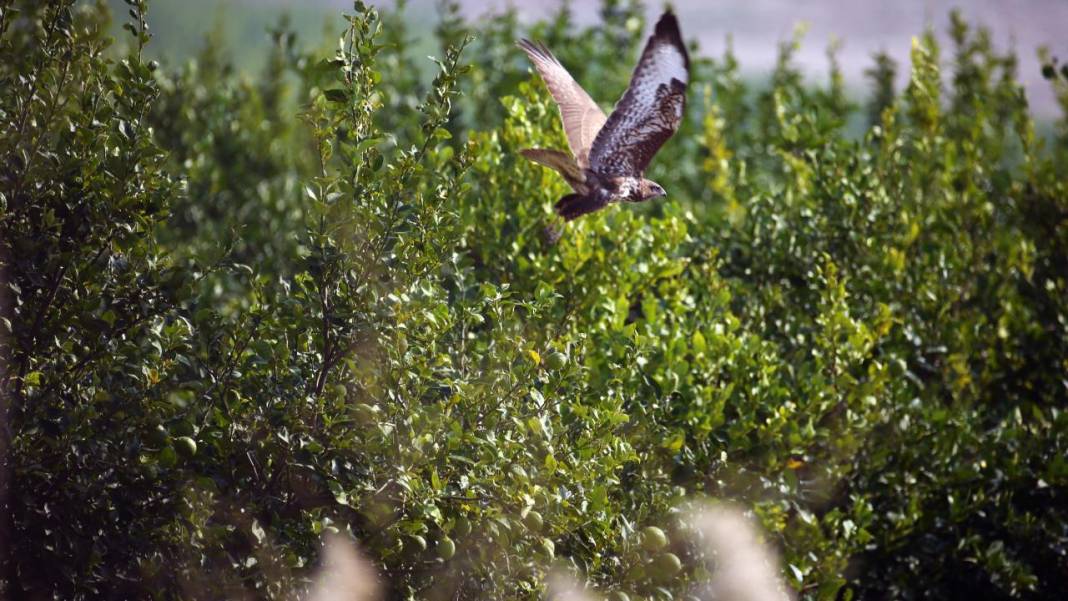 Yumurtalık Lagünü’nde renkli sonbahar 5