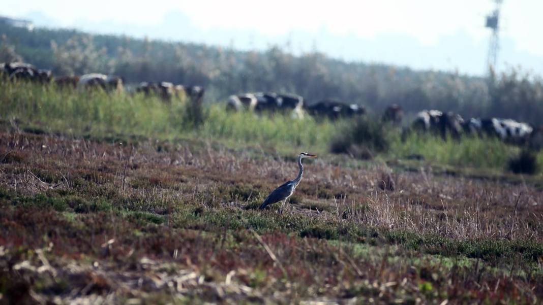 Yumurtalık Lagünü’nde renkli sonbahar 6