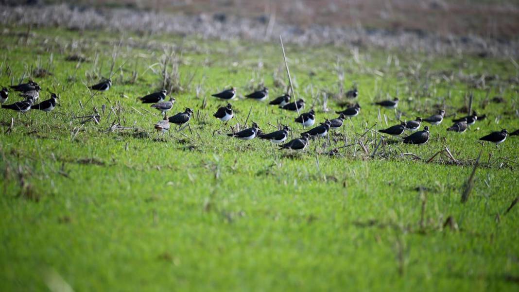 Yumurtalık Lagünü’nde renkli sonbahar 7