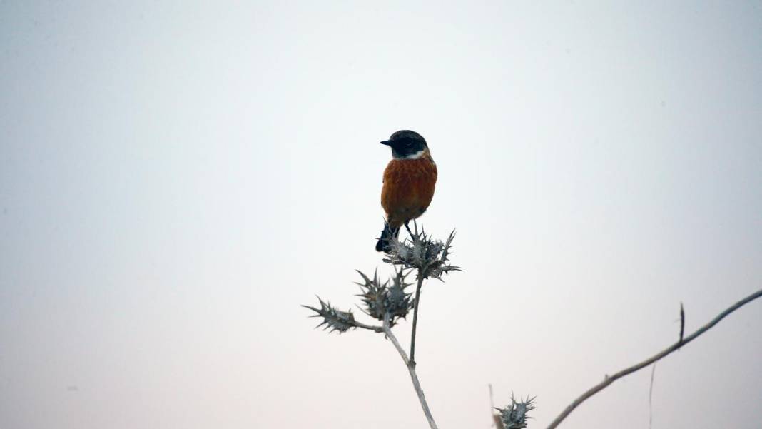 Yumurtalık Lagünü’nde renkli sonbahar 8