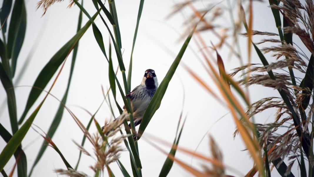 Yumurtalık Lagünü’nde renkli sonbahar 9