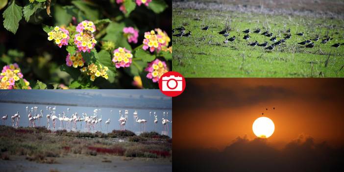 Yumurtalık Lagünü’nde renkli sonbahar