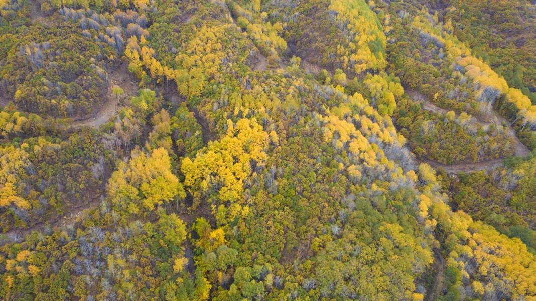 Tunceli'nin Salördek Ormanları'nda 'sarı' sonbahar 1