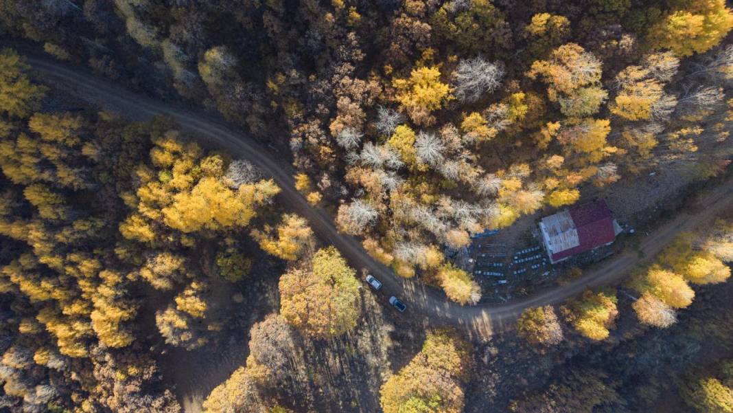 Tunceli'nin Salördek Ormanları'nda 'sarı' sonbahar 10
