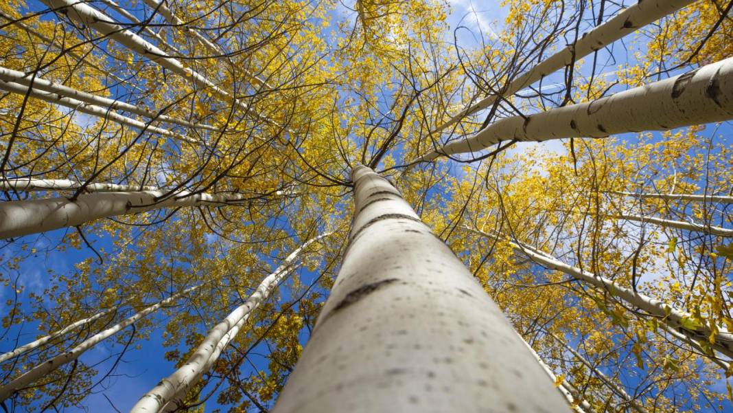 Tunceli'nin Salördek Ormanları'nda 'sarı' sonbahar 12