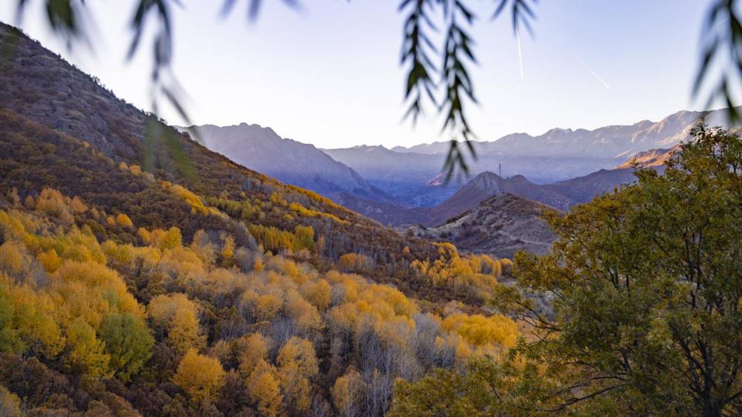 Tunceli'nin Salördek Ormanları'nda 'sarı' sonbahar 13