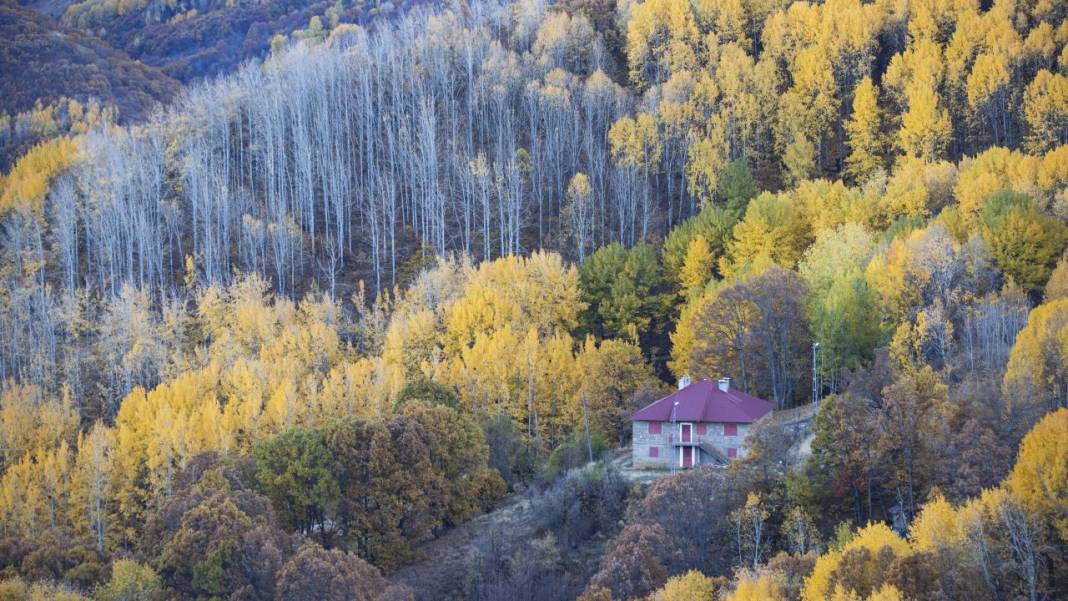 Tunceli'nin Salördek Ormanları'nda 'sarı' sonbahar 14