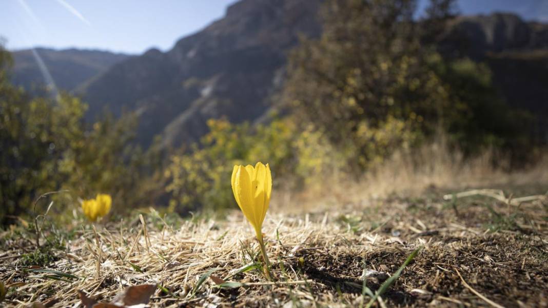 Tunceli'nin Salördek Ormanları'nda 'sarı' sonbahar 15