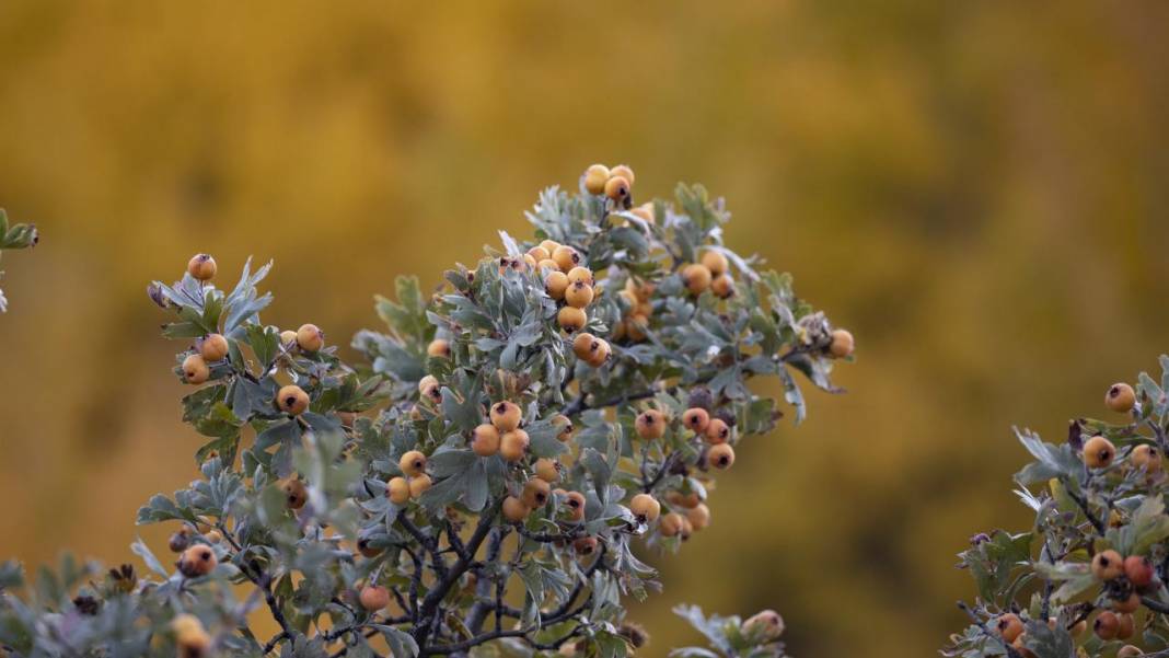 Tunceli'nin Salördek Ormanları'nda 'sarı' sonbahar 16