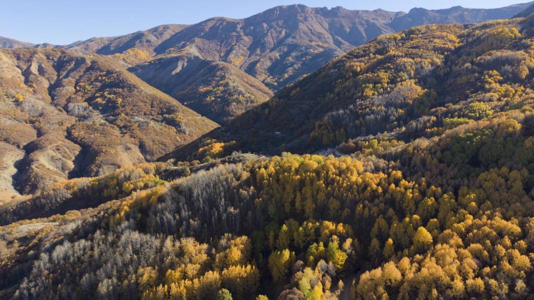 Tunceli'nin Salördek Ormanları'nda 'sarı' sonbahar 2