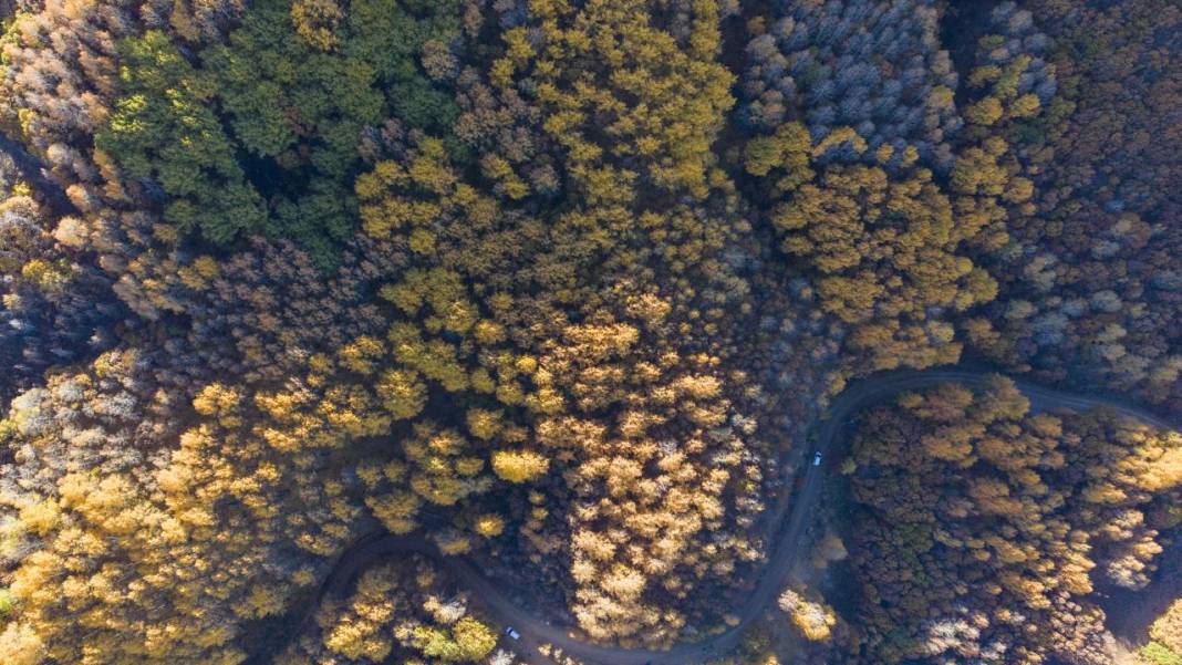 Tunceli'nin Salördek Ormanları'nda 'sarı' sonbahar 3