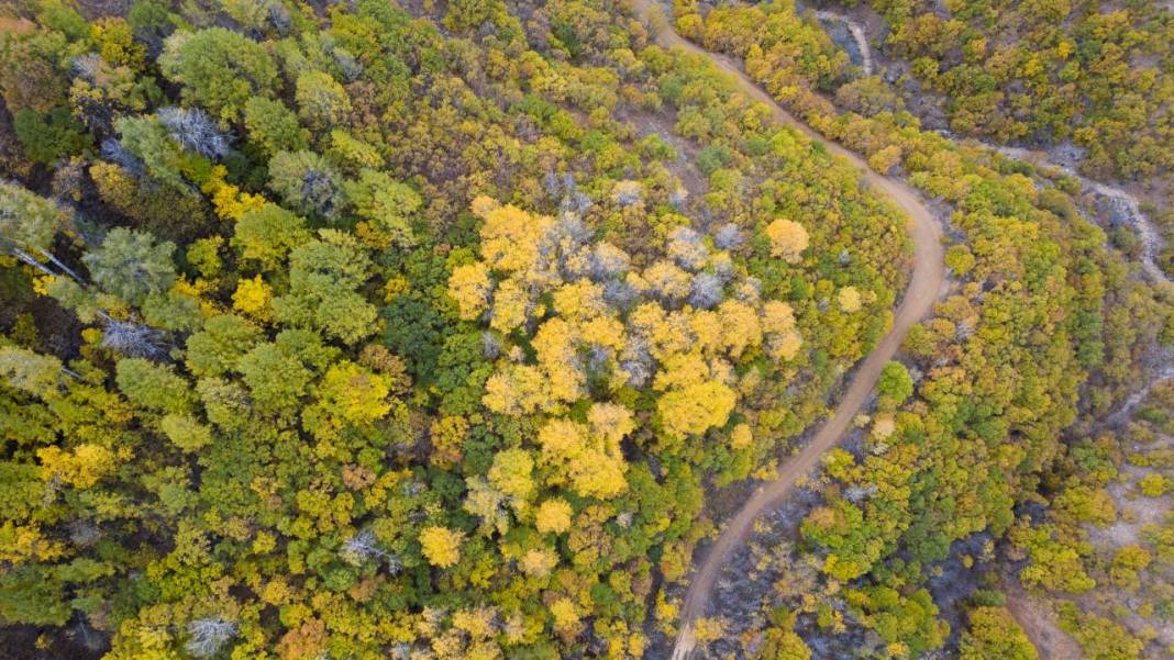 Tunceli'nin Salördek Ormanları'nda 'sarı' sonbahar 4
