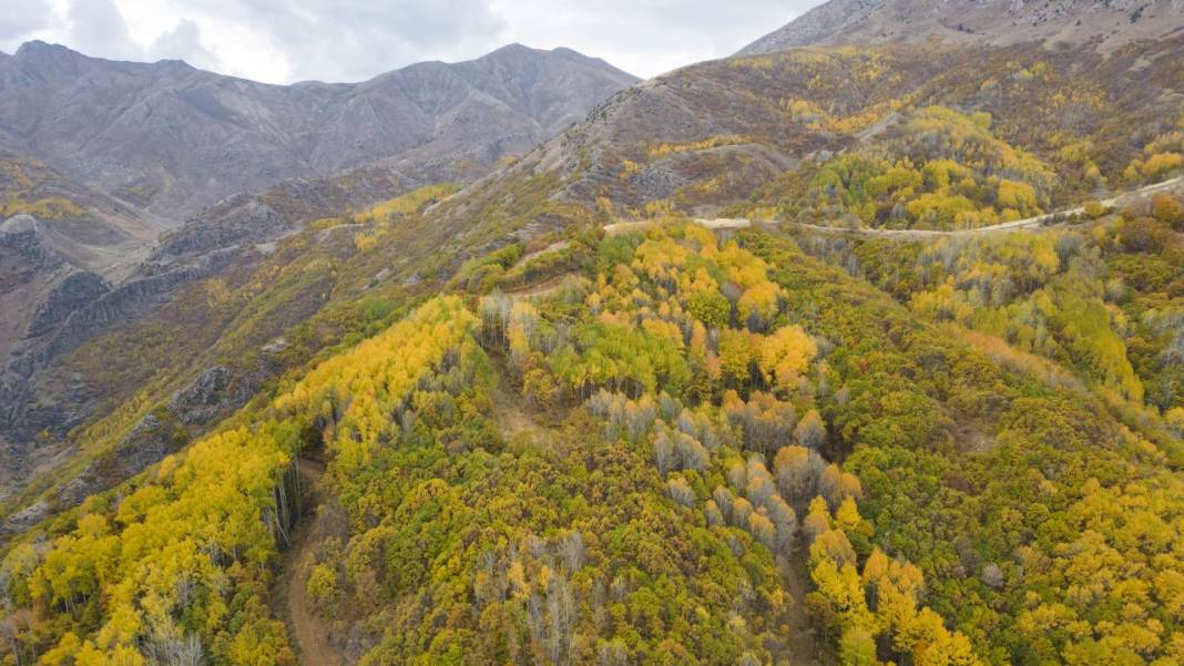 Tunceli'nin Salördek Ormanları'nda 'sarı' sonbahar 5