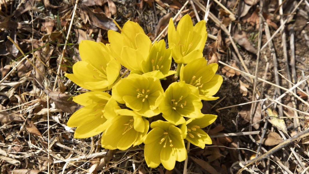 Tunceli'nin Salördek Ormanları'nda 'sarı' sonbahar 6