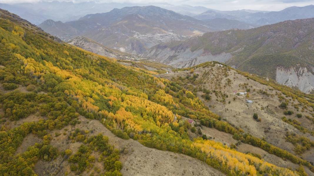 Tunceli'nin Salördek Ormanları'nda 'sarı' sonbahar 7