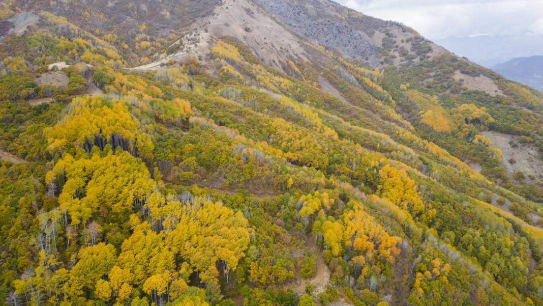 Tunceli'nin Salördek Ormanları'nda 'sarı' sonbahar 8