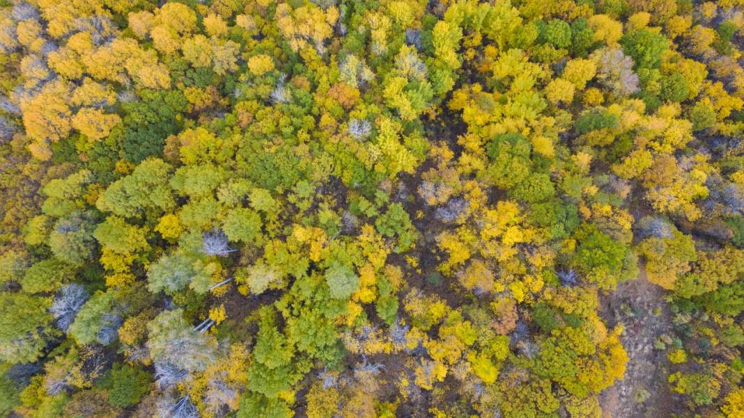 Tunceli'nin Salördek Ormanları'nda 'sarı' sonbahar 9