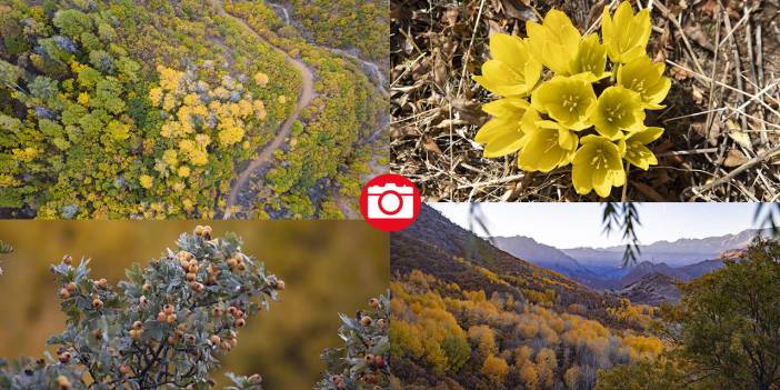 Tunceli'nin Salördek Ormanları'nda 'sarı' sonbahar