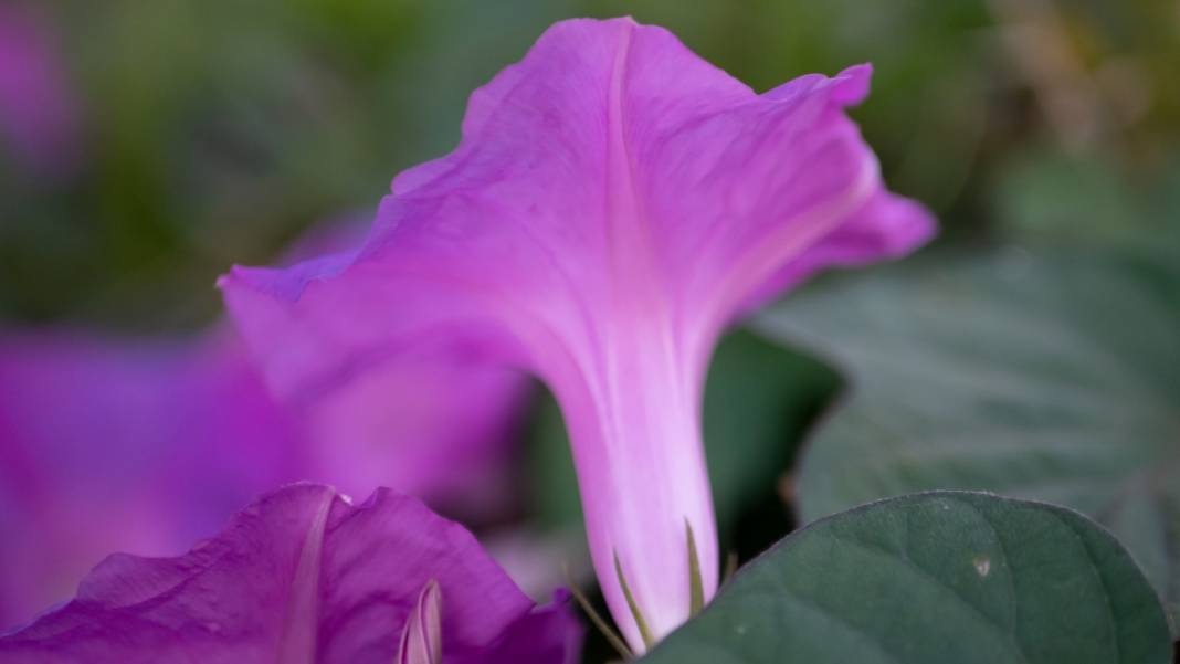 Sonbahar, kahkaha çiçekleri ile renklendi 1