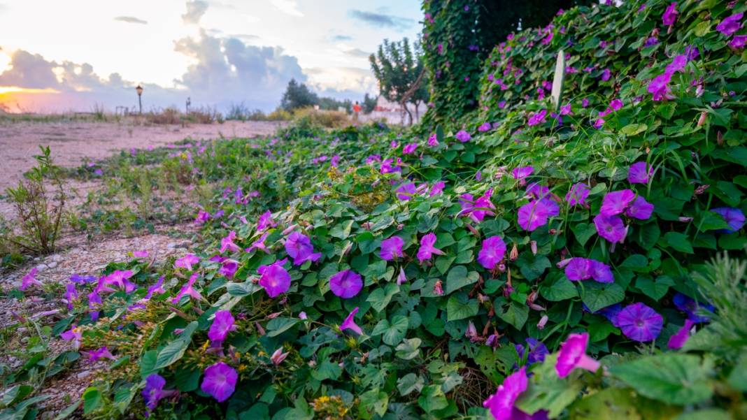 Sonbahar, kahkaha çiçekleri ile renklendi 10