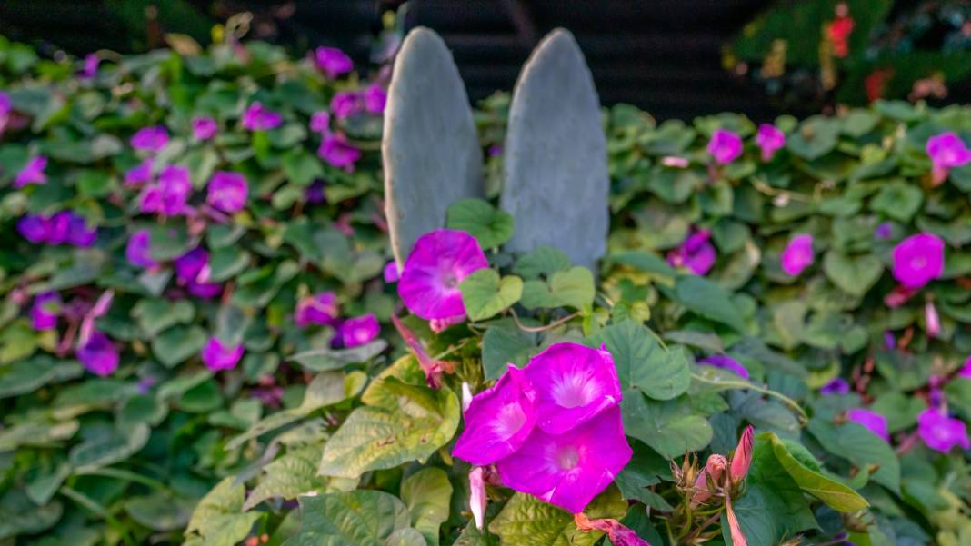 Sonbahar, kahkaha çiçekleri ile renklendi 11