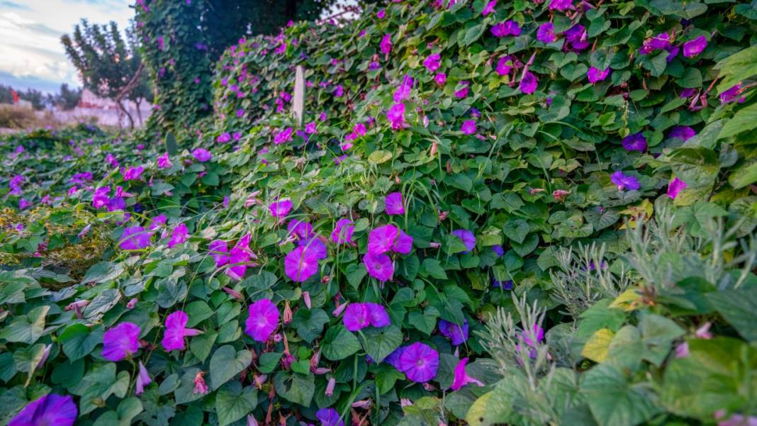 Sonbahar, kahkaha çiçekleri ile renklendi 12