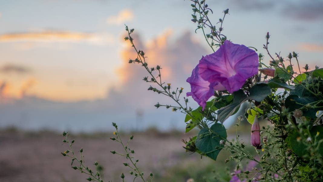 Sonbahar, kahkaha çiçekleri ile renklendi 2