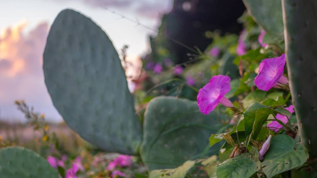 Sonbahar, kahkaha çiçekleri ile renklendi 3