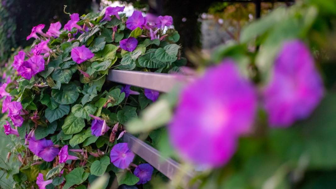 Sonbahar, kahkaha çiçekleri ile renklendi 4