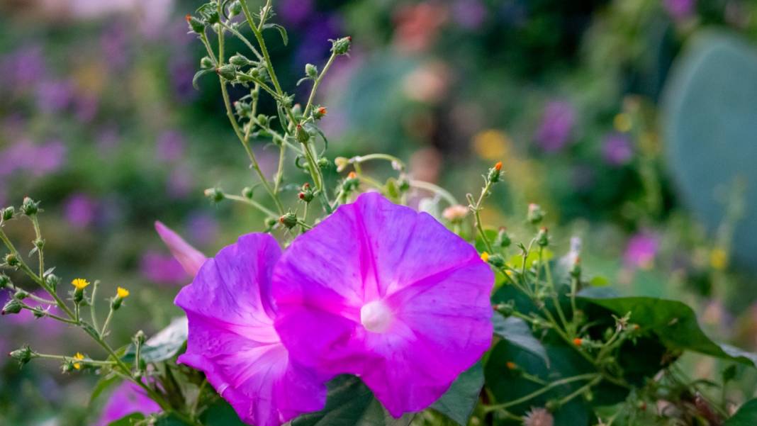 Sonbahar, kahkaha çiçekleri ile renklendi 5