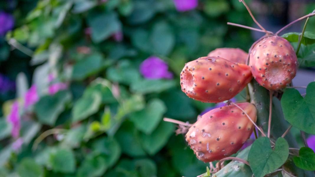 Sonbahar, kahkaha çiçekleri ile renklendi 6