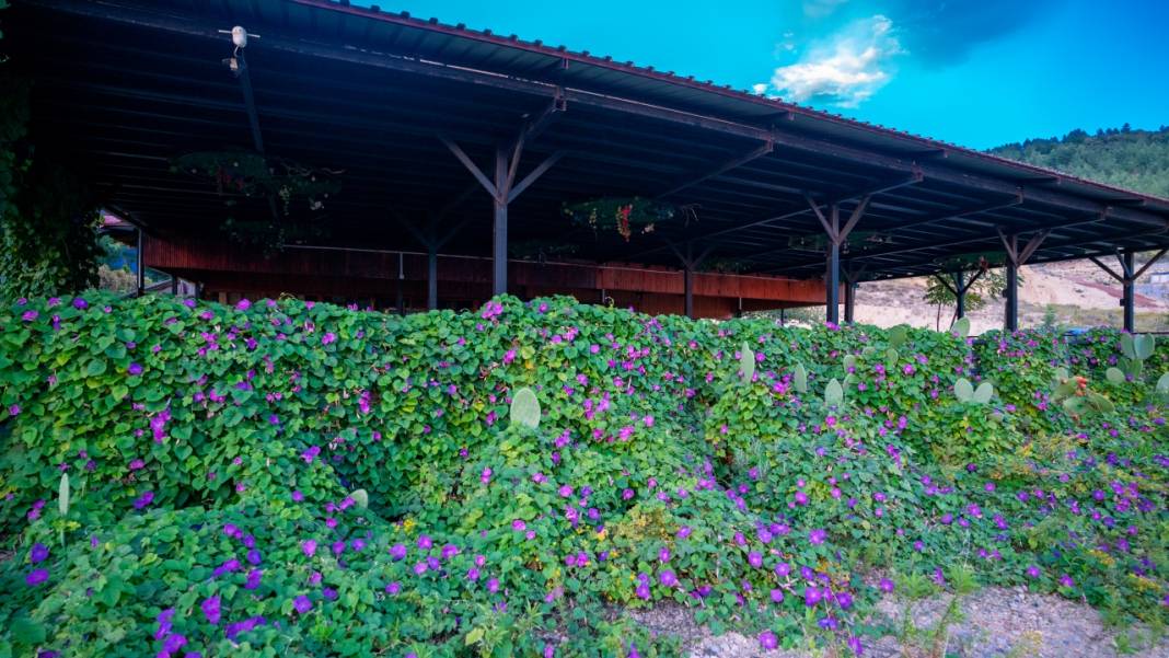 Sonbahar, kahkaha çiçekleri ile renklendi 8