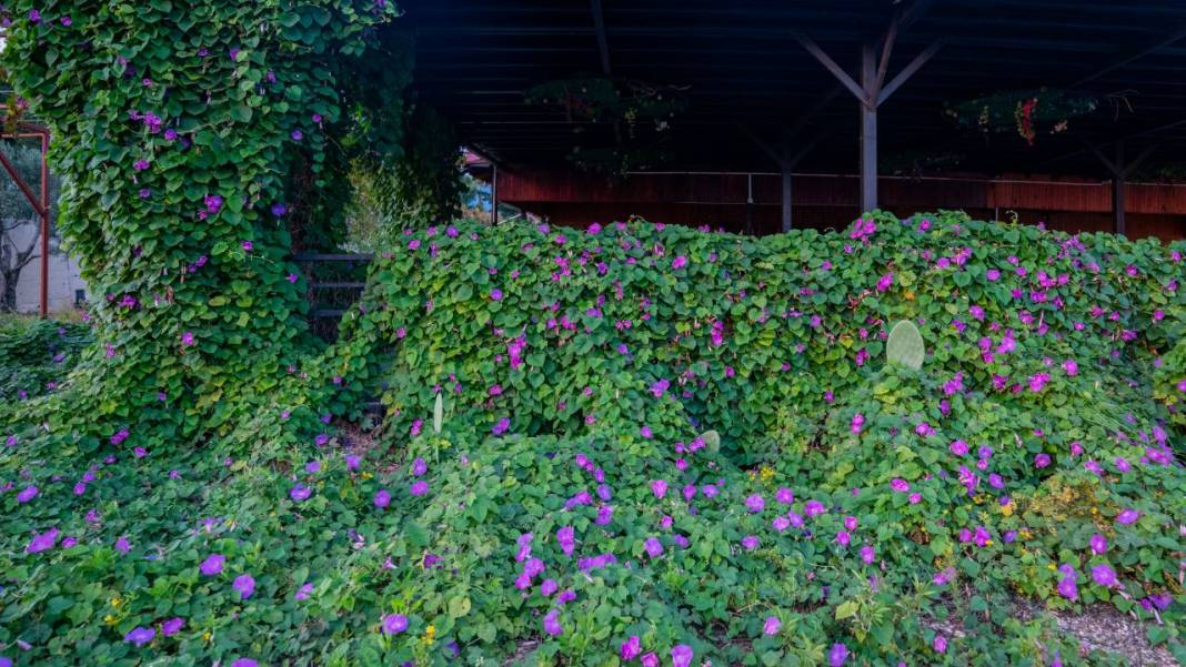 Sonbahar, kahkaha çiçekleri ile renklendi 9