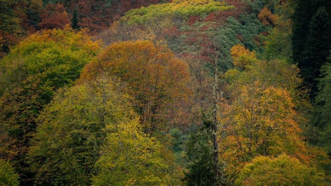 Borçka'daki Karagöl, güz renklerine büründü 8
