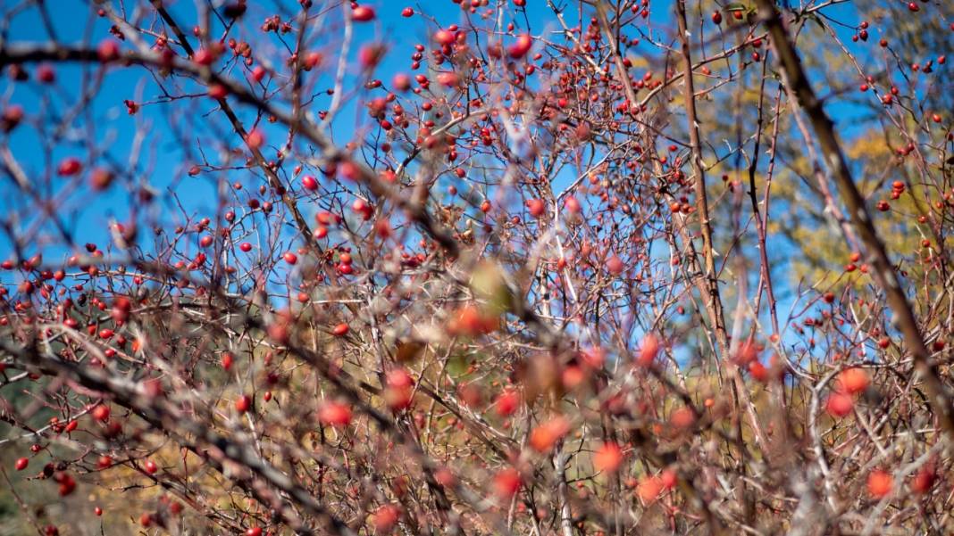 Isparta'da sonbahar 1